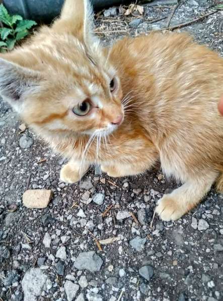 Подарю котенка в 