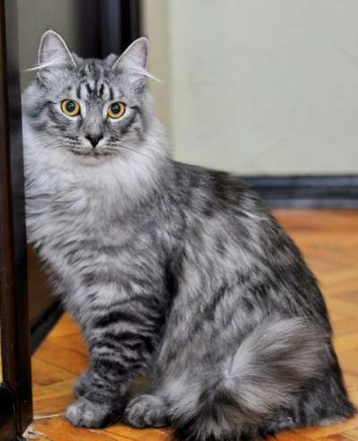 Отдам даром Титус, роскошный молодой серебристый кот в Москве фото 3