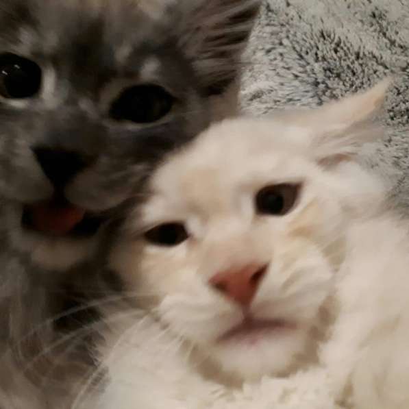 Мейн Кун Осман в Санкт-Петербурге фото 4