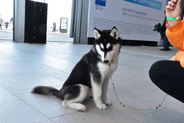 Очаровательный щенок Сибирский Хаски от интерчемпиона в Санкт-Петербурге