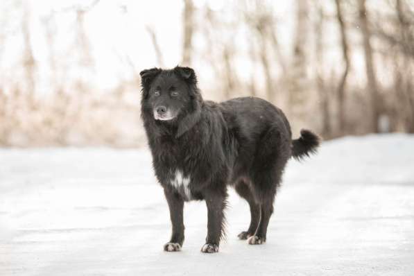 Обаятельный черный пёс Тедди в добрые руки в Москве фото 7