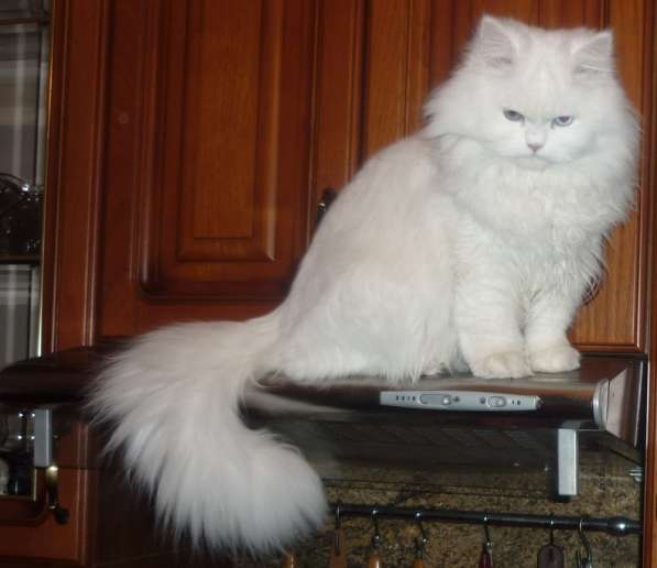 Продам белоснежных пушистых красавиц в Санкт-Петербурге фото 7