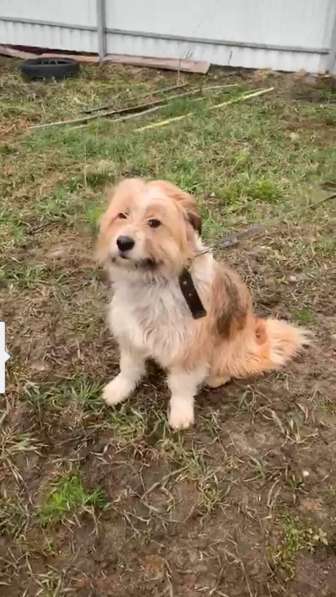 Чарлик хочет домой в Москве фото 8