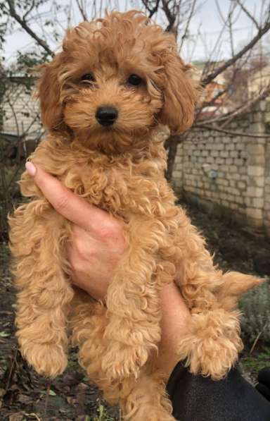 Poodle. Apricot boy