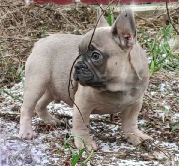 Французский бульдог. Blue fawn в 