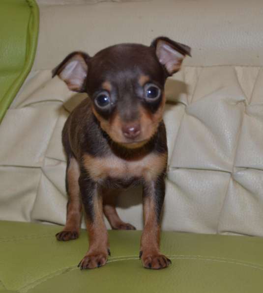 Очаровательные тойчики для души в Нижнем Новгороде фото 14