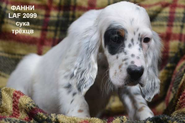 Английский сеттер щенки из элитного питомника в Москве фото 78