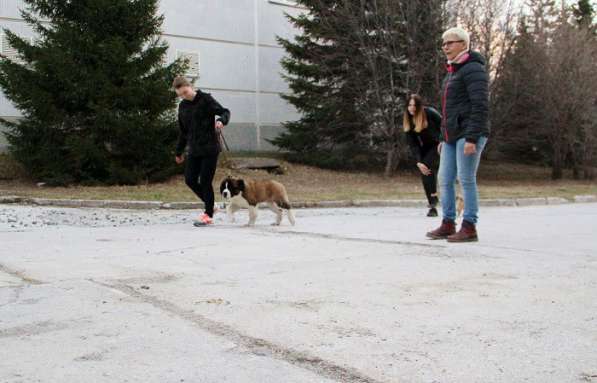 Общий курс послушания и ринговая дрессировка собак в Новосибирске фото 8
