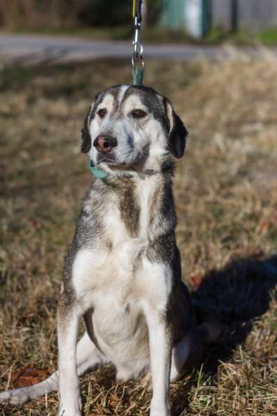Собаке очень нужен дом в Нижнем Новгороде фото 8