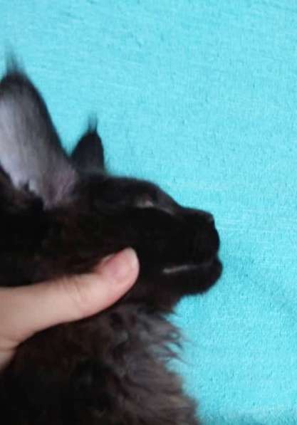 Кошечка мейн-кун из питомнника в Казани фото 33