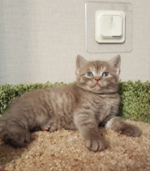 Плюшевый шотландский котенок Иржик редкого окраса цинаион