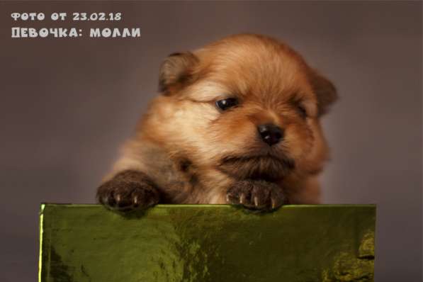 Породистые щенки Шпица с документами РКФ в Кемерове фото 3