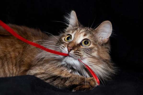 Мишель в добрые руки! в Москве фото 6