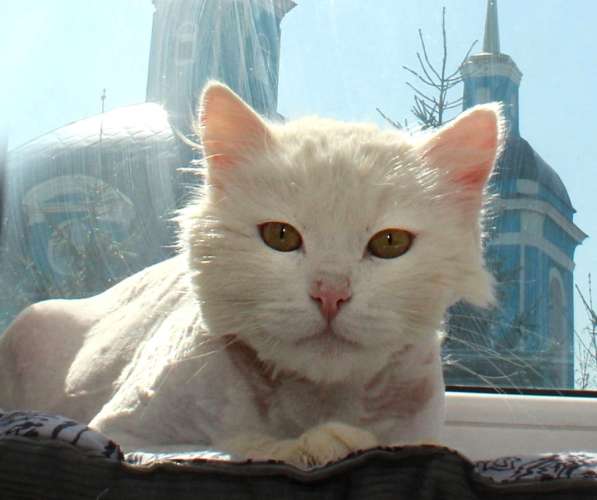 Кот в добрые руки. Пушистый Амур в Калуге фото 27