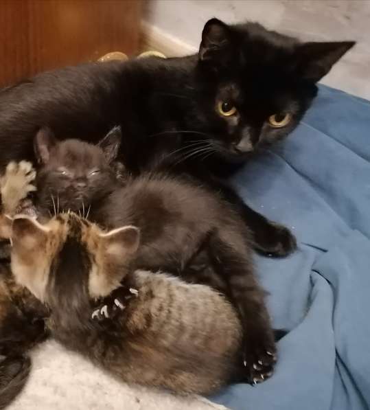 Котята в самые добрые руки в Иркутске фото 9