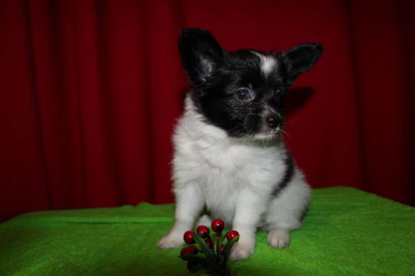 Папийоны в Ростове-на-Дону фото 10