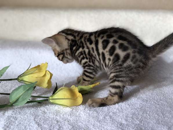 Предлагаются Бенгальские котята из питомника с документами в фото 38
