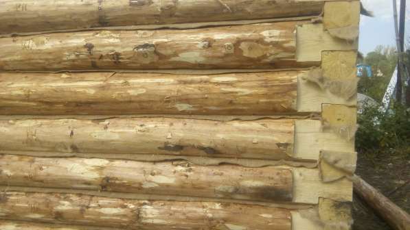 Срубы сосновые для дома из Бурзянского района в Стерлитамаке