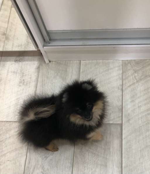 Шпиц померанский в Москве фото 5