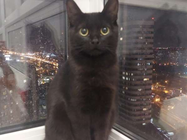 Кошка Чёрная Мамба ищет дом в Химках фото 19
