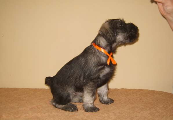 Щенки миттельшнауцера в Москве фото 5