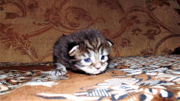 Котёнок мейн кун в Черняховске фото 3