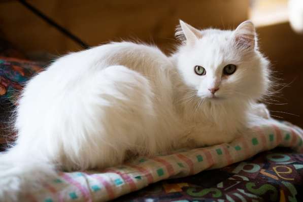 Белый, пушистый и очень ласковый кот в Санкт-Петербурге фото 7
