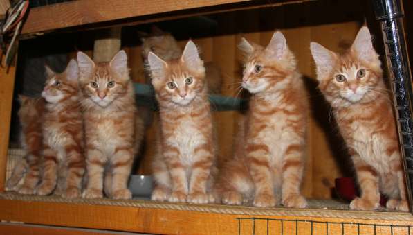 Рыжие Мейн куны в фото 27