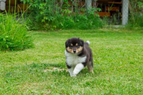 Щенок колли длинношёрстный в Екатеринбурге фото 33