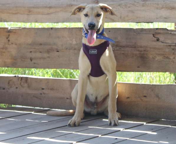 Пес-красавчик изабеллового окраса в Санкт-Петербурге фото 8