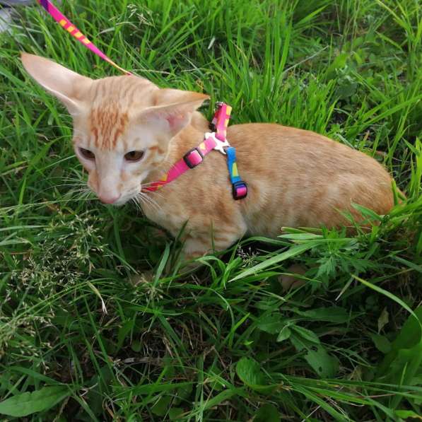 Ориентальный котик в Тюмени фото 15