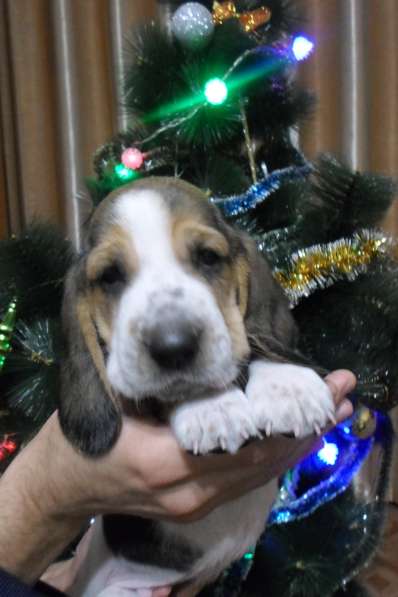 Щенки Бассет-хаунд в Армавире фото 47