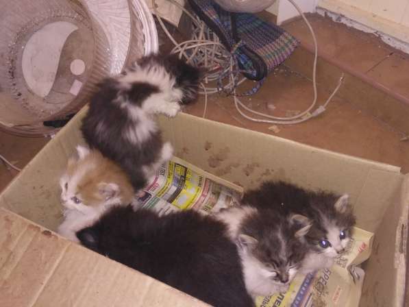 Котята в добрые руки в фото 4