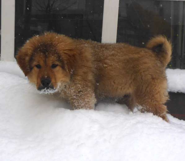 Тибетский мастиф - щенки в Санкт-Петербурге фото 3