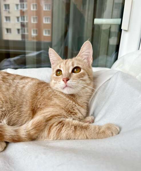 Кошка Ириска – удивительно умная рыжая девочка в дар в Москве фото 3