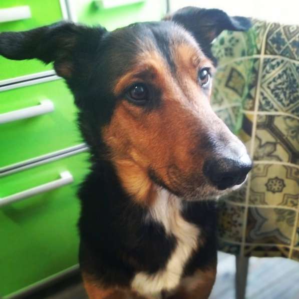 Метис овчарки Рекс ищет дом в Москве фото 7