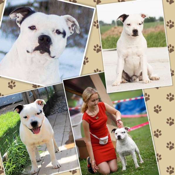 Стаффордширский бультерьер в фото 6