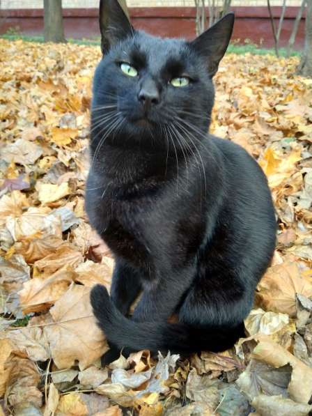 Черный кот на желтых листьях. Возьмите домашнего котика домо в Москве фото 6
