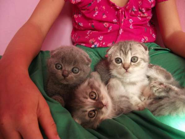 Вислоухие девочки в Симферополе фото 10