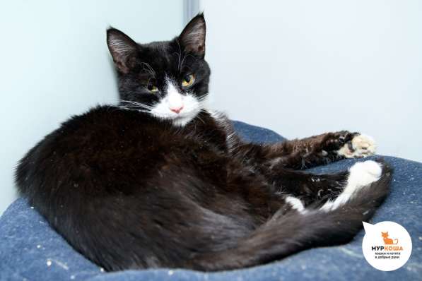 Киношный кот Нео в Москве фото 3