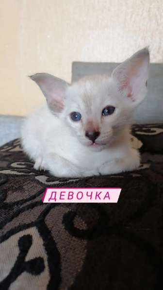 Ориентальные котята в Омске фото 8