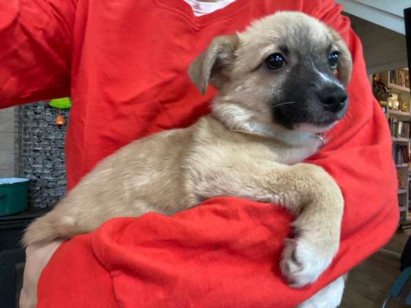 Трогательный щенок от маленькой собачки в Санкт-Петербурге фото 17