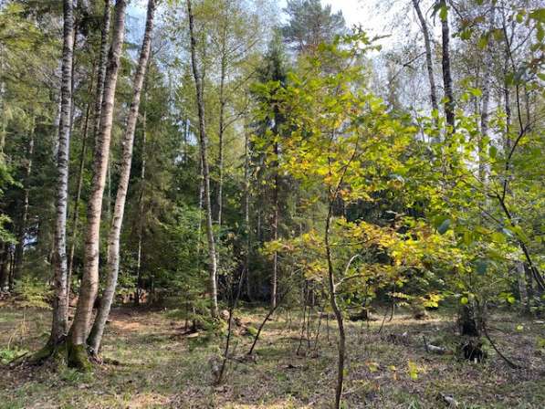Лесной участок 12 соток в 50 км по Новорижскому шоссе в Истре