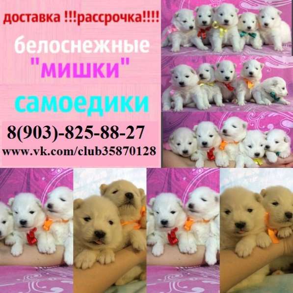 Лучшие щеночки, Самоедской лайки в Туле