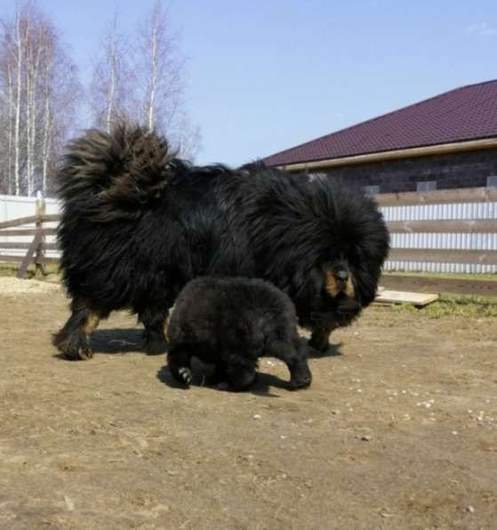 Щенка тибетского мастифа в Москве фото 8