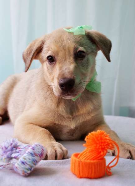 Великолепная Четверка в дар в Москве фото 41