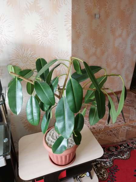 Фикус Эластика в фото 5