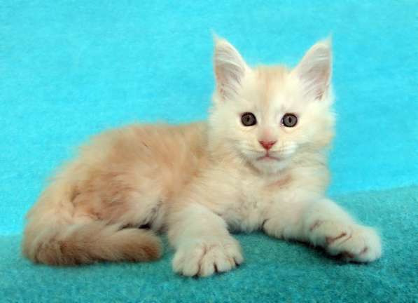 Апельсинки к Новому Году в Рязани фото 69