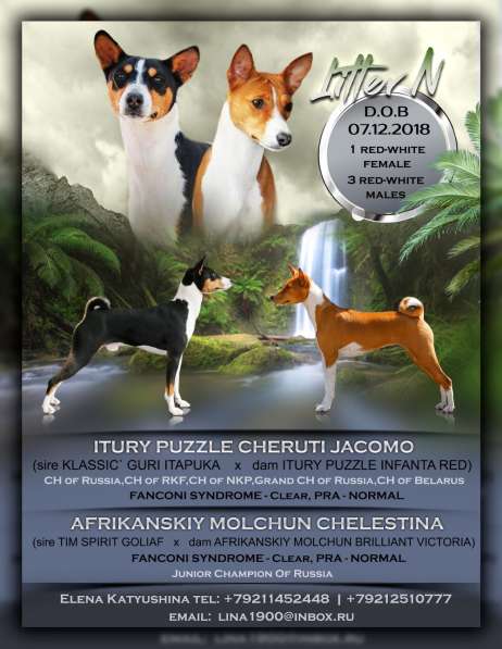 Щенки басенджи в Череповце фото 8