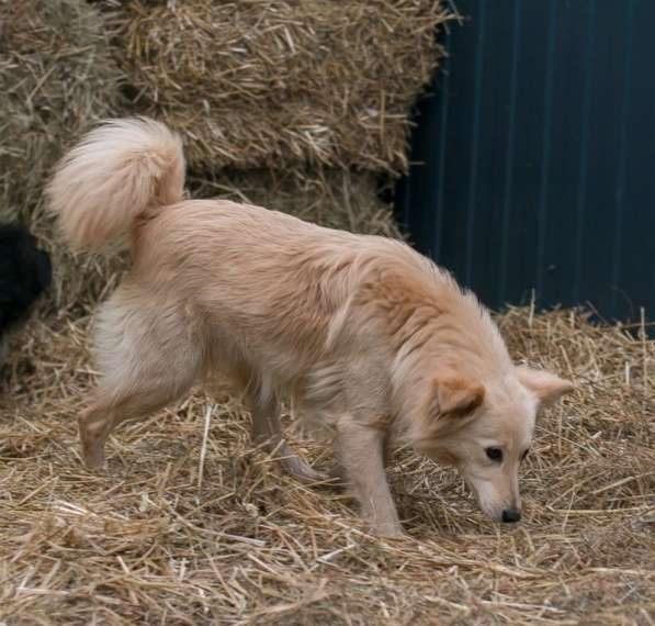 Пушистая бордер колли Белла в дар в Москве фото 3